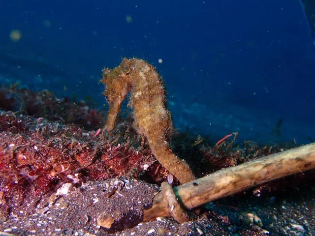 伊豆・大瀬崎でのダイビング：ダイビング中に見られる海の生き物