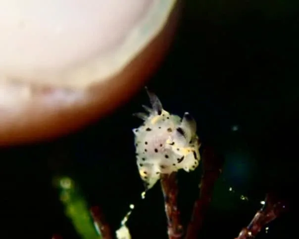 ダイビング中に見られる海の生き物