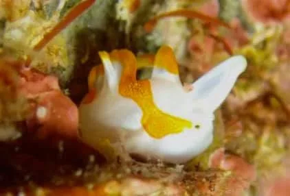 ダイビング中に見られる海の生き物