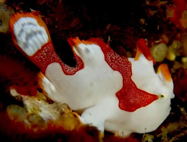 ダイビング中に見られる海の生き物