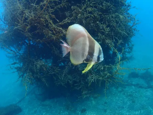 水中を漂うクラゲとダイバー