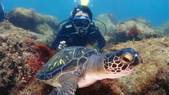 水中で泳ぐウミガメとダイバー