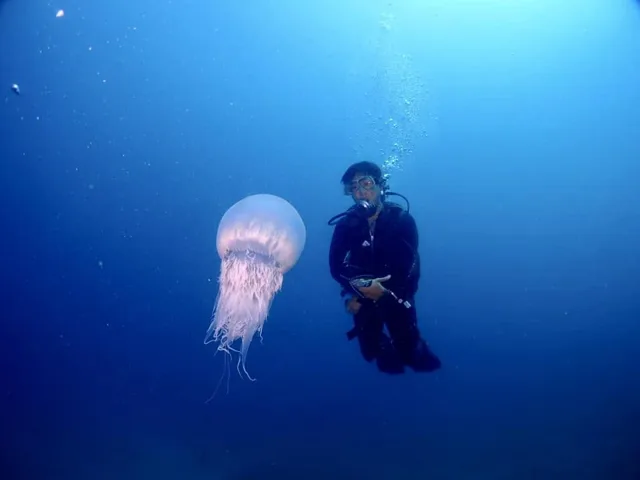 水中を漂うクラゲとダイバー