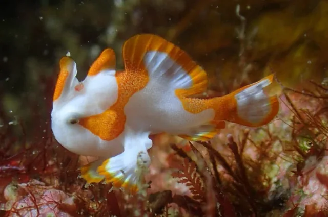伊豆・大瀬崎でのダイビング：ダイビング中に見られる海の生き物