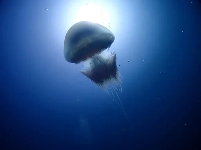 水中を漂うクラゲとダイバー