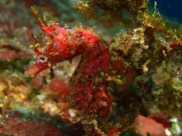 ダイビング中に見られる海の生き物