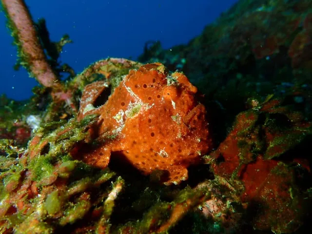 ダイビング中に見られる海の生き物