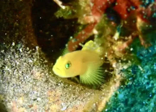 伊豆・大瀬崎でのダイビング：ダイビング中に見られる海の生き物