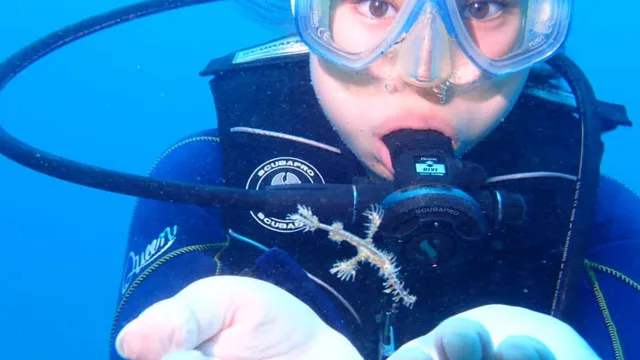 ダイビング中に見られる海の生き物