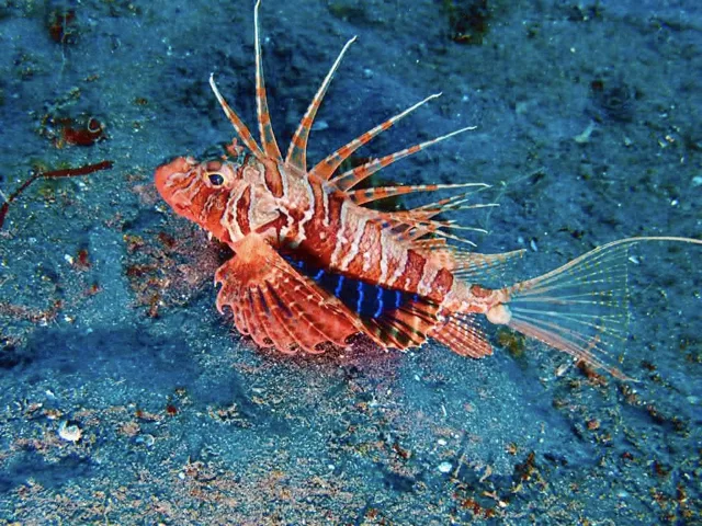 伊豆・大瀬崎でのダイビング：ダイビング中に見られる海の生き物