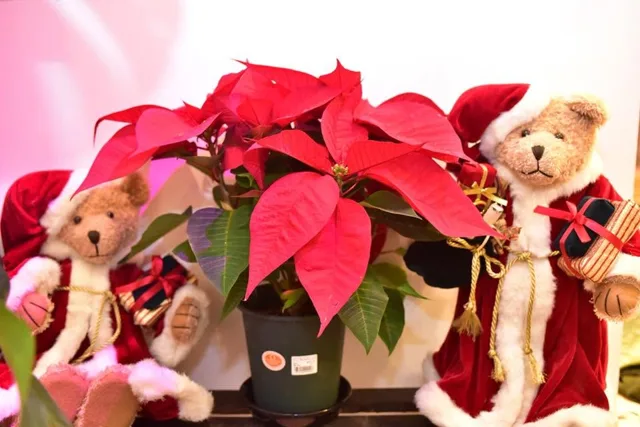 2017年クリスマスパーティーのポインセチアとサンタ姿のクマの飾り