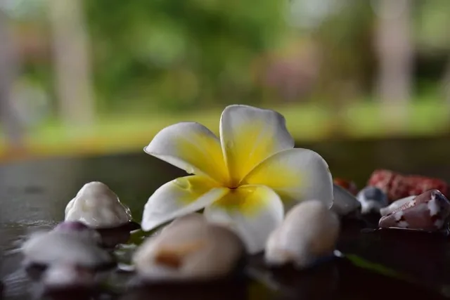 フィリピン・ボホール州でのバリカサグツアー中に見た白と黄色の花と貝殻