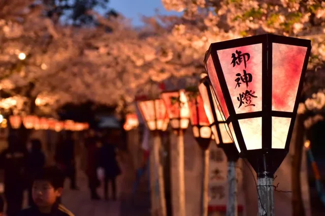 静岡県三島市・三嶋大社での三嶋大社の夜桜と御神燈