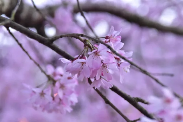 静岡県三島市・三嶋大社での三嶋大社の桜の枝に咲く花