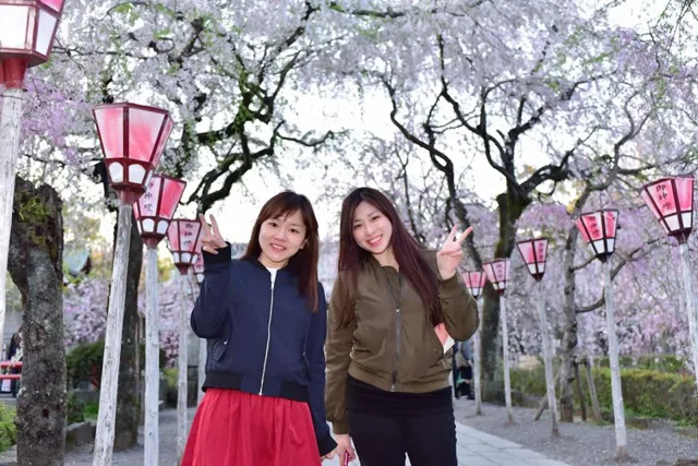 静岡県三島市・三嶋大社での三嶋大社の桜並木と提灯の前に立つ仲間（花見・観光の記録）