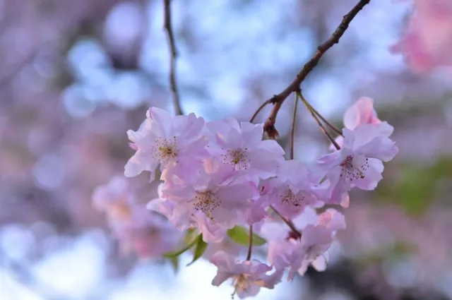 静岡県三島市・三嶋大社での三嶋大社の空に映える淡い桜の花