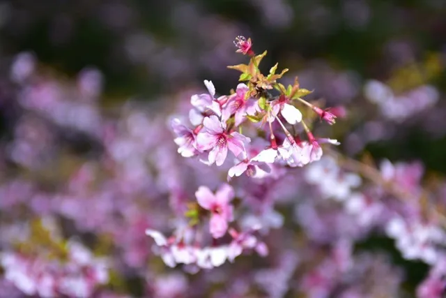 神奈川県箱根町・芦ノ湖畔での芦ノ湖畔の桜の枝と淡い花