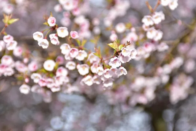 神奈川県箱根町・芦ノ湖畔での芦ノ湖畔で咲く桜の花