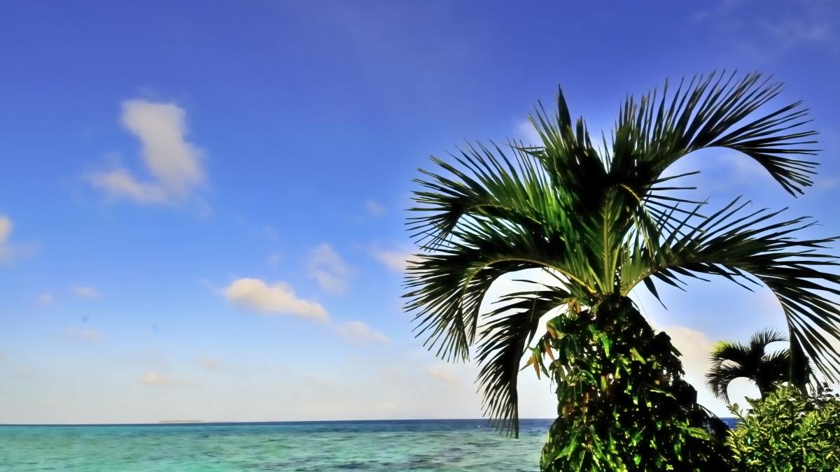 椰子の木と海の壁紙・写真・高画質ダウンロード